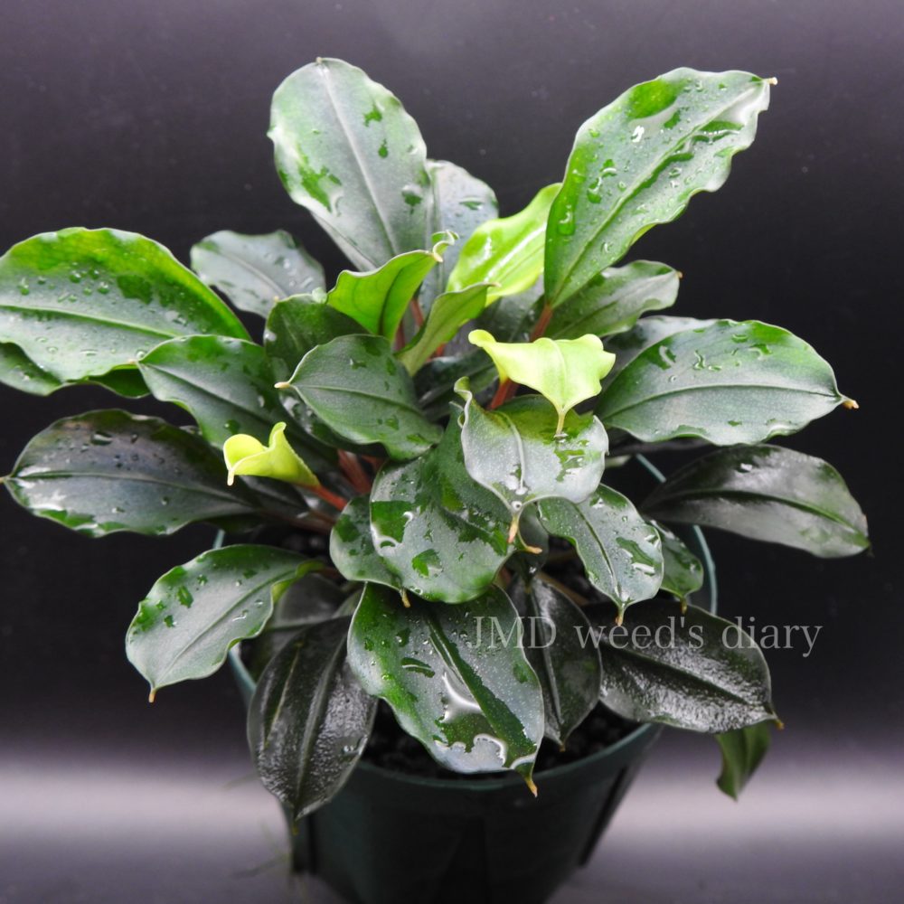 Bucephalandra sp. melawi solid blue ブセファランドラsp.メラウィー