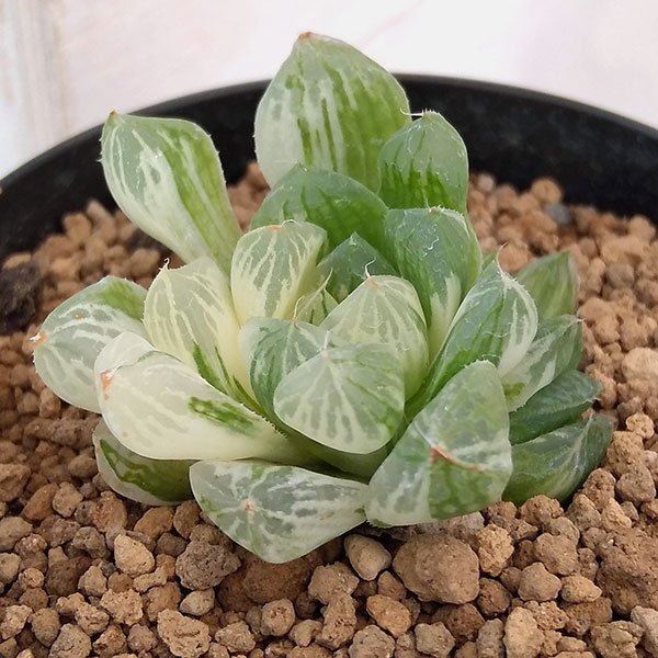 ち*わ様 ハオルチア 秋祭り錦 極上斑 ち*わ様 ハオルチア 秋祭り錦