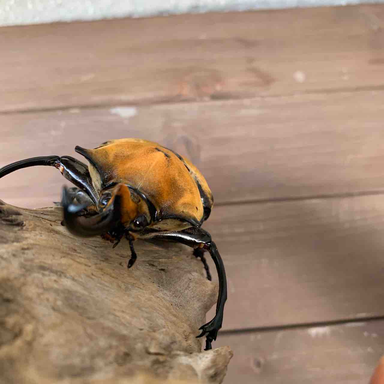 エレファスゾウカブト 飼育開始 : GOKUSAISHIKI