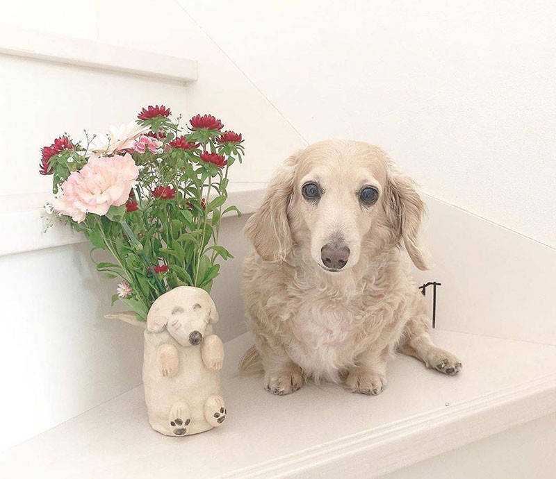 ママ、いつもありがとう！ ミニチュアダックス「くりちゃん」 | 「犬や