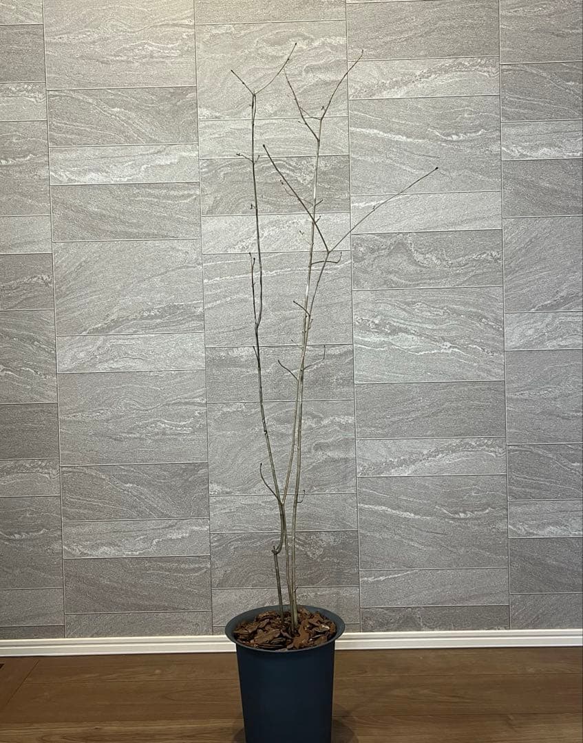 山採り天然　アオダモ　3本株立ち 楽天市場】山採り【アオダモ】 株立ち 自然風樹形 コバノトネリコ 樹高